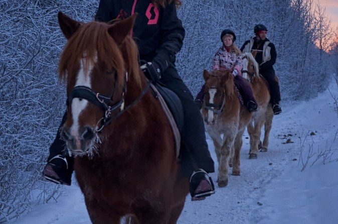 Late Night Ride with Finnhorses