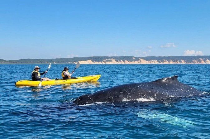Noosa: Epic Whale Watching On Ocean Kayaks & Beach 4X4 Tour