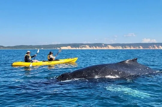 Noosa: Epic Whale Watching On Ocean Kayaks & Beach 4X4 Tour