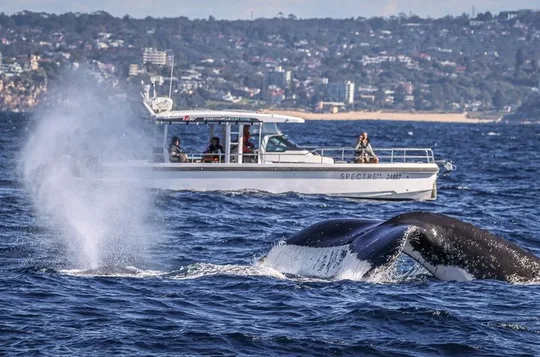 Sydney Harbour Whale Watching Private Tour - up to 8 guests