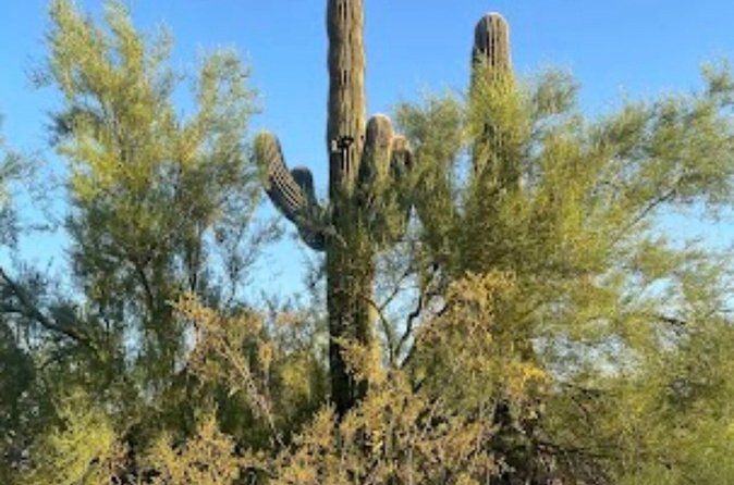 SUNSET NATURE WALK & CACTUS TASTING: Desert Botanical Garden