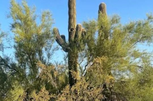 SUNSET NATURE WALK & CACTUS TASTING: Desert Botanical Garden