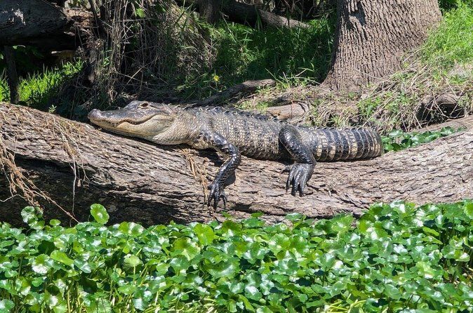 Orlando Alligator Experience