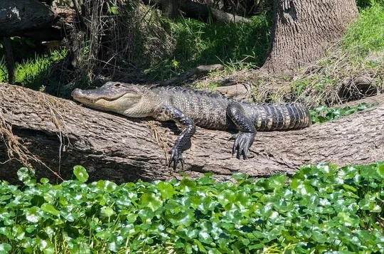 Orlando Alligator Experience