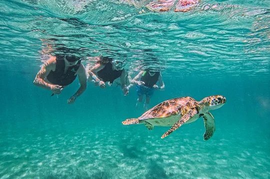 Snorkel with Turtles in Akumal | Private Tour + Photos Included