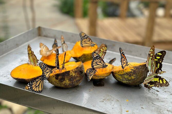Puerto Plata City Tour with Butterfly Garden