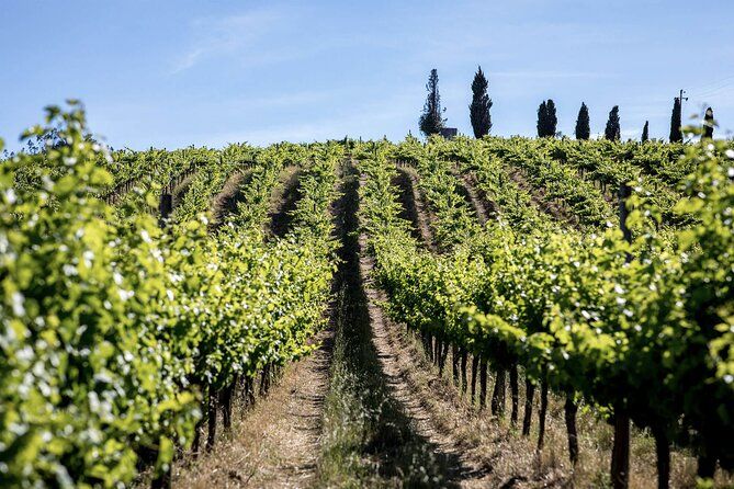 From Lisbon: Palmela-Setúbal Wine Tasting Tour (40kms of Lisbon)