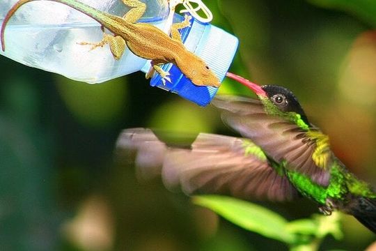 Rockland Bird Sanctuary plus Montego Bay Highlights & Shopping Private Tour