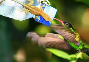 Rockland Bird Sanctuary plus Montego Bay Highlights & Shopping Private Tour