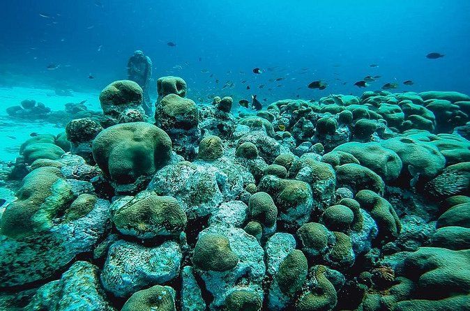 Aruba 2-Tank Dive Excursion for Certified Divers