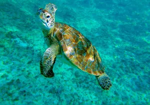 Cenote Turtle and Beach Club Full Day Tour