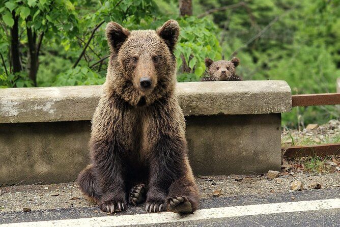 Bucharest: Top Gear Road and Wild Brown Bears Day Day Trip