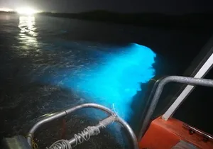 Night Excursion Experience at Luminous Lagoon