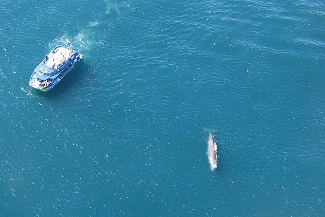 Kaikoura Whale Watch Day Tour from Christchurch