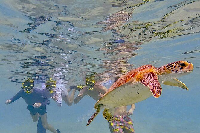 Snorkel with Turtles & see the Flamingos