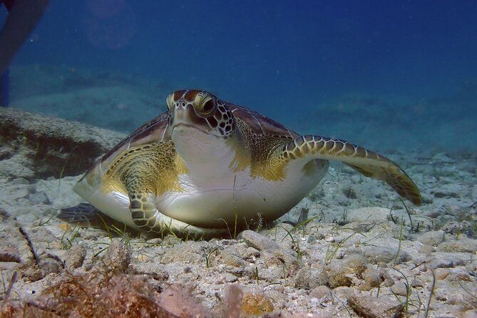 Sea Turtles Project with Snorkeling