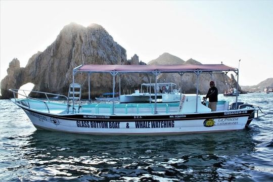 Glass Bottom Boat Sightseeing Tour in Cabo San Lucas