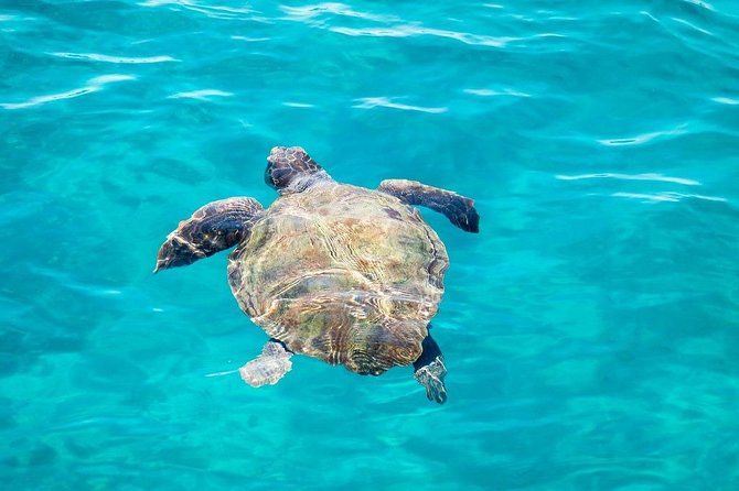 Cruise to turtle's island and caves with a glass bottom boat