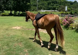 Horseback Ride, ATV and Catamaran Party Cruise from Montego Bay