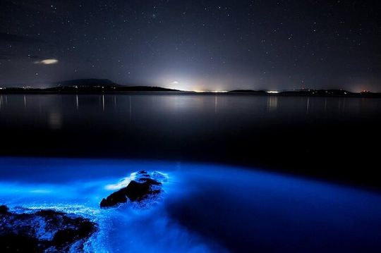 Night Tour-Luminating Blue Lagoon Waters