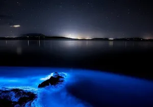 Night Tour-Luminating Blue Lagoon Waters