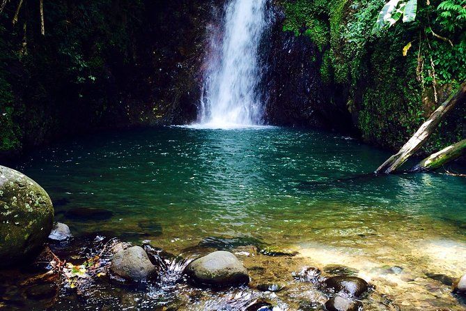 Grand Etang Rainforest Hike – Small-Group Grenada Nature Explorer