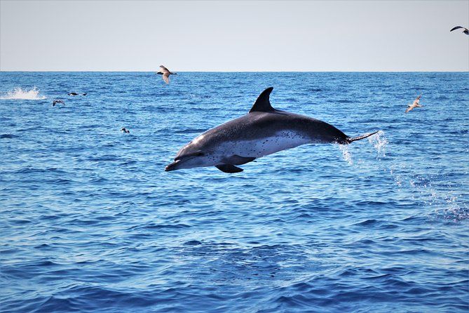 Watching whales and dolphins on Terceira Island