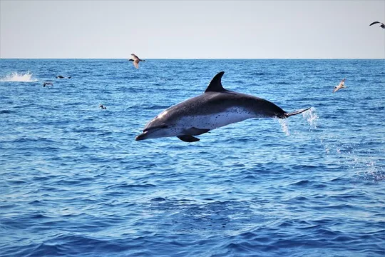 Watching whales and dolphins on Terceira Island