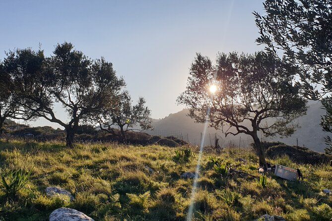 Authentic Olive Oil and Cultural Experience in Crete