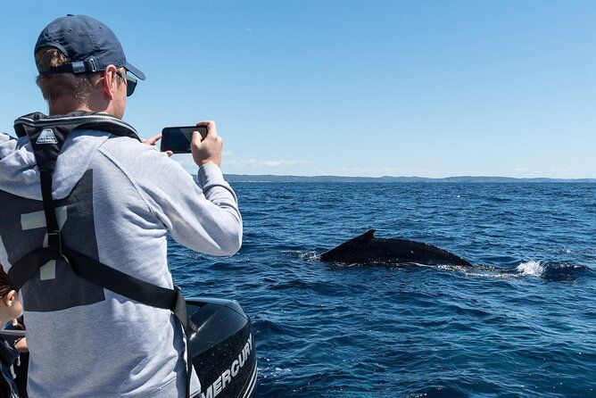 Sydney Harbour Whale Watching Private Tour - Whales Guaranteed