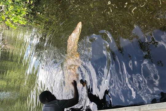 Black River Safari and YS Falls