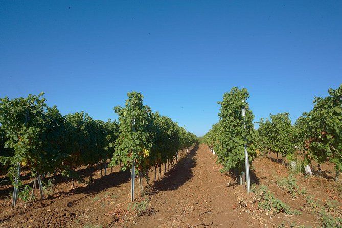 Private Day Trip From Plovdiv To Wine Cellars And Wine Tasting