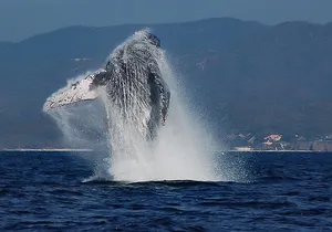 Whale and Dolphin Watching with a Biologist in Puerto Vallarta