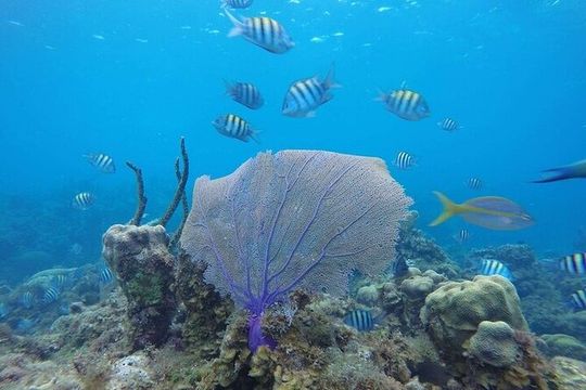 ATV, Dunn’s River Falls & Catamaran Party Cruise With Snorkeling