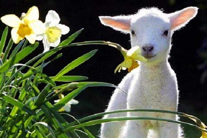Lyttelton Cruise Excursions: Christchurch Sightseeing with Sheep Farm