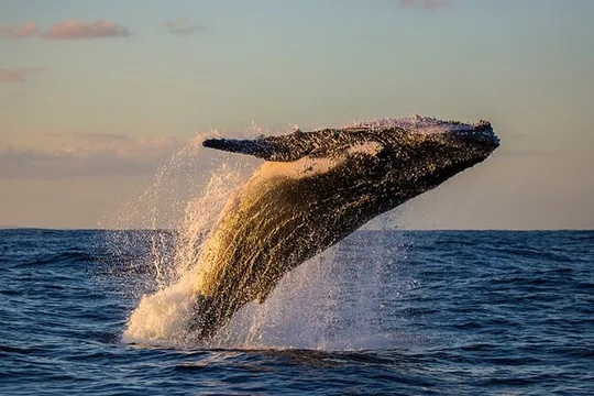 Samaná Experience Whale – The Lemon Waterfall & Bacardi Island