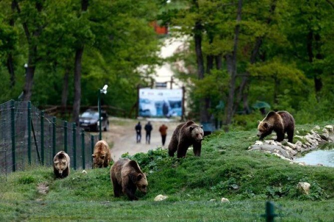 Bear Sanctuary and Bran (Dracula's) Castle - Private Day Tour