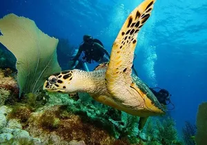 Two Dives and Class for Begginers Divers in Cancun