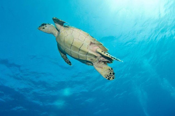 Exclusive Supreme Snorkeling Tour