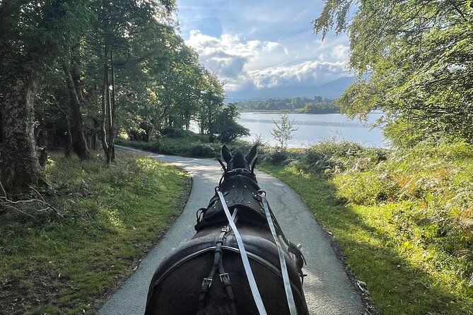 Horse-Drawn Carriage Tours in Killarney