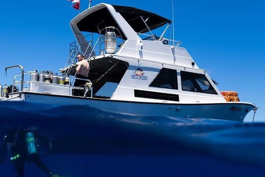 Premium Afternoon Scuba Charter for All Certified Diver Levels