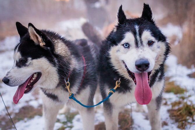 Kraków- An Unforgettable Adventure With Full Dog Sled Ride