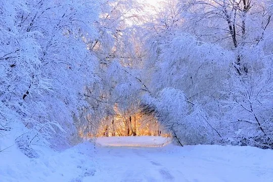 Sabaduri forest, Chronicles of Georgia, wolves and bears Zoo
