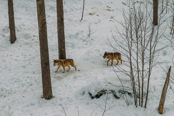 Rovaniemi: Trip to Ranua Zoo with Tickets Included
