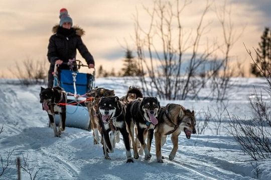 Overnight Dog Sledding Adventure