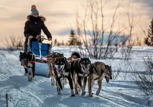 Overnight Dog Sledding Adventure