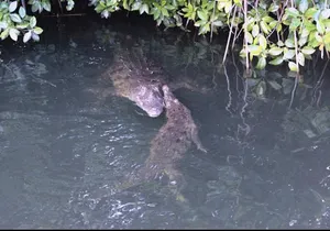 Black River Safari Private Tour