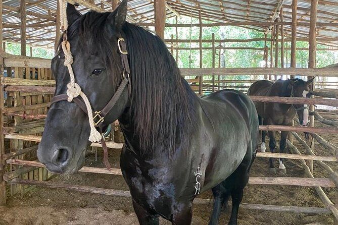 Horseback Riding Ziplines and Cenote Tour with Lunch