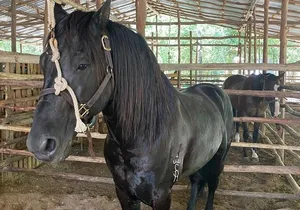 Horseback Riding Ziplines and Cenote Tour with Lunch