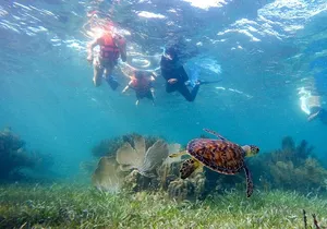 Private (only you) Reef Snorkeling in Puerto Morelos 2x40 minutes